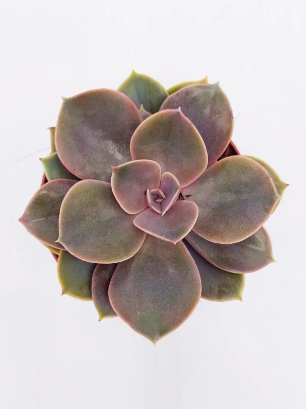 Echeveria perla di Norimberga – 8 cm