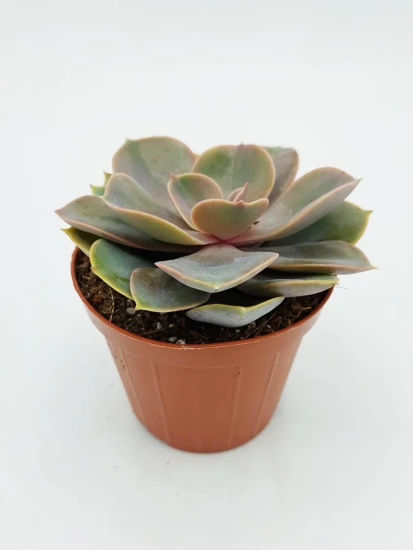 Echeveria perla di Norimberga – 8 cm - immagine 3